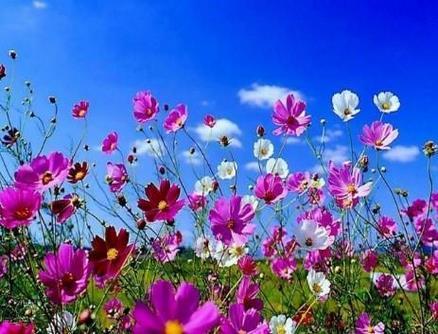SPECIALE PRIMAVERA